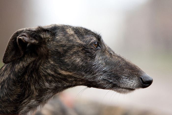 Detectan primer caso de viruela del mono en un perro detectan-primer-caso-de-viruela-del-mono-en-un-perro